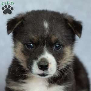 Katie, Pembroke Welsh Corgi Puppy